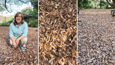 What-should-I-remove-or-add-to-my-garden-in-July