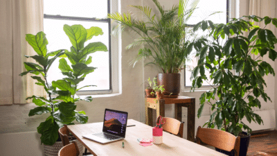 How-do-I-take-care-of-indoor-plants-during-winter