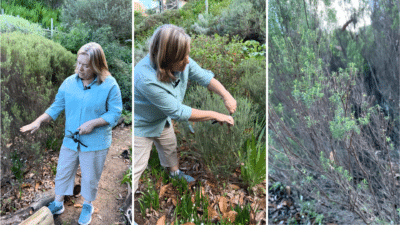 What-plants-should-I-prune-in-July-or-August-in-South-Africa