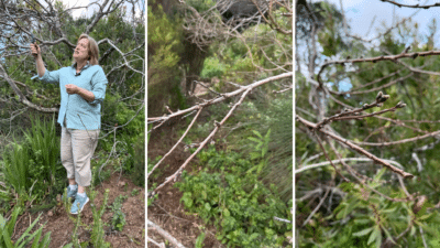 What-plants-should-I-prune-in-July-or-August-in-South-Africa