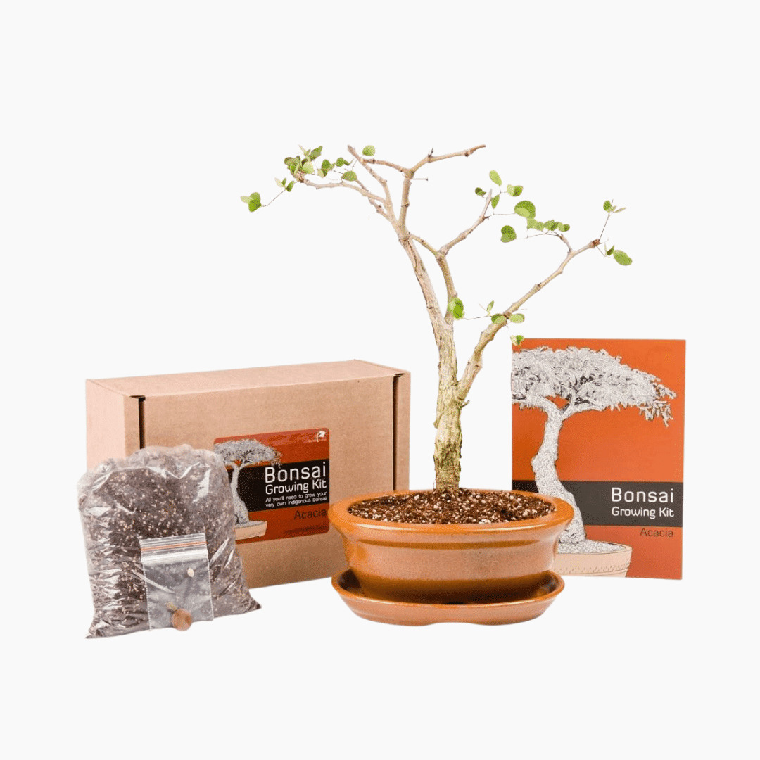 acaciabonsaigrowingkit Acacia Bonsai Growing Kit with seeds, pot, soil, and tools
